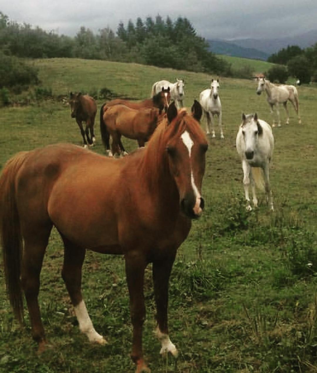 Alarpe Aterpetxea Bss00035 Pansiyon Zaldibia Dış mekan fotoğraf